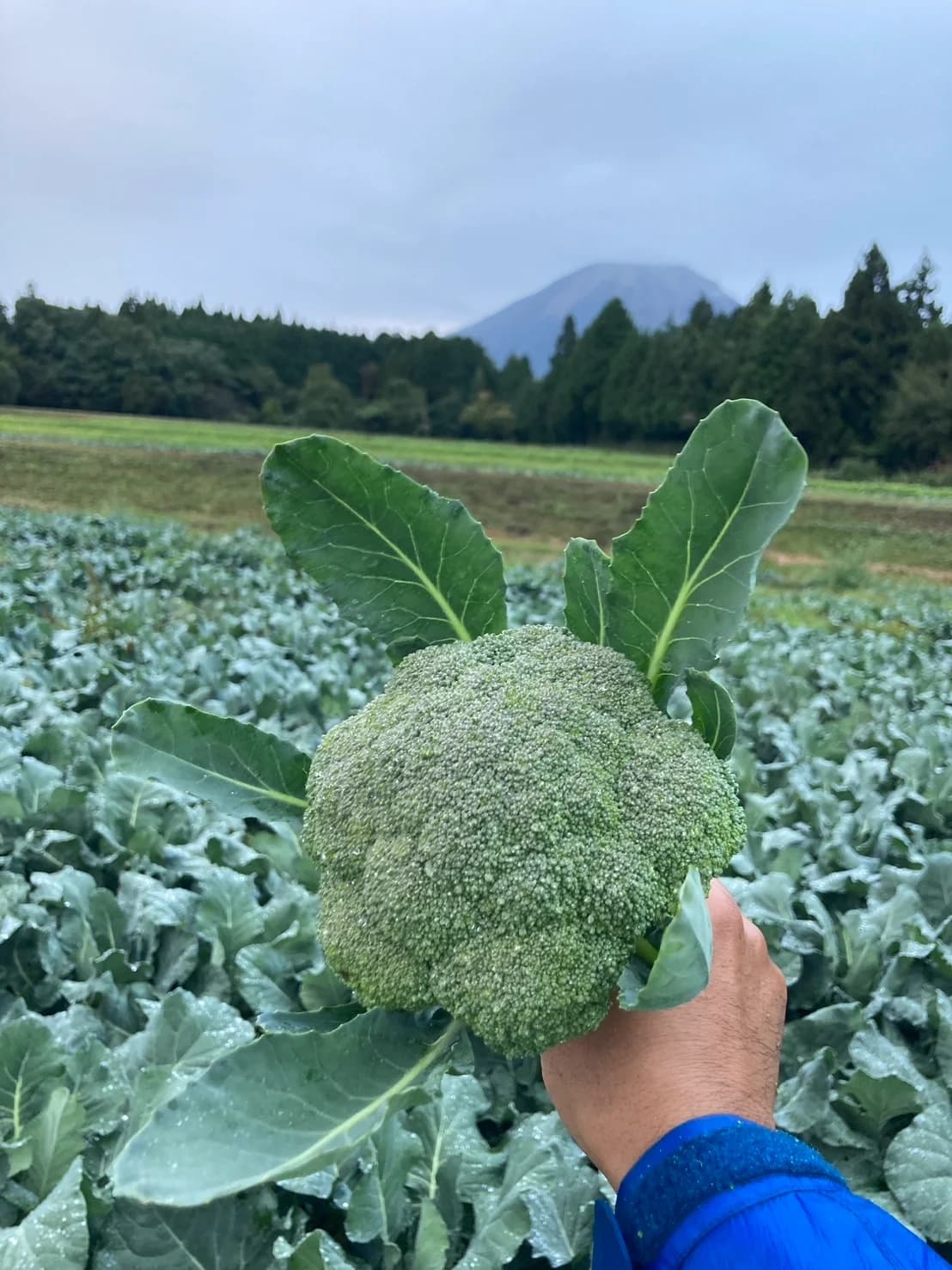 収穫を迎えた梨