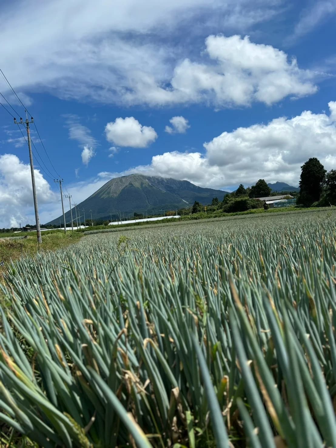 大山を望む白ねぎ畑