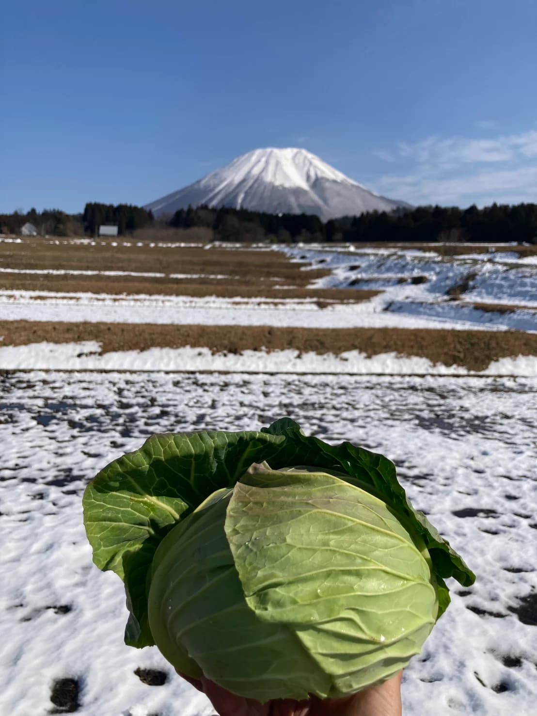 袋掛けされた梨が実る果樹園