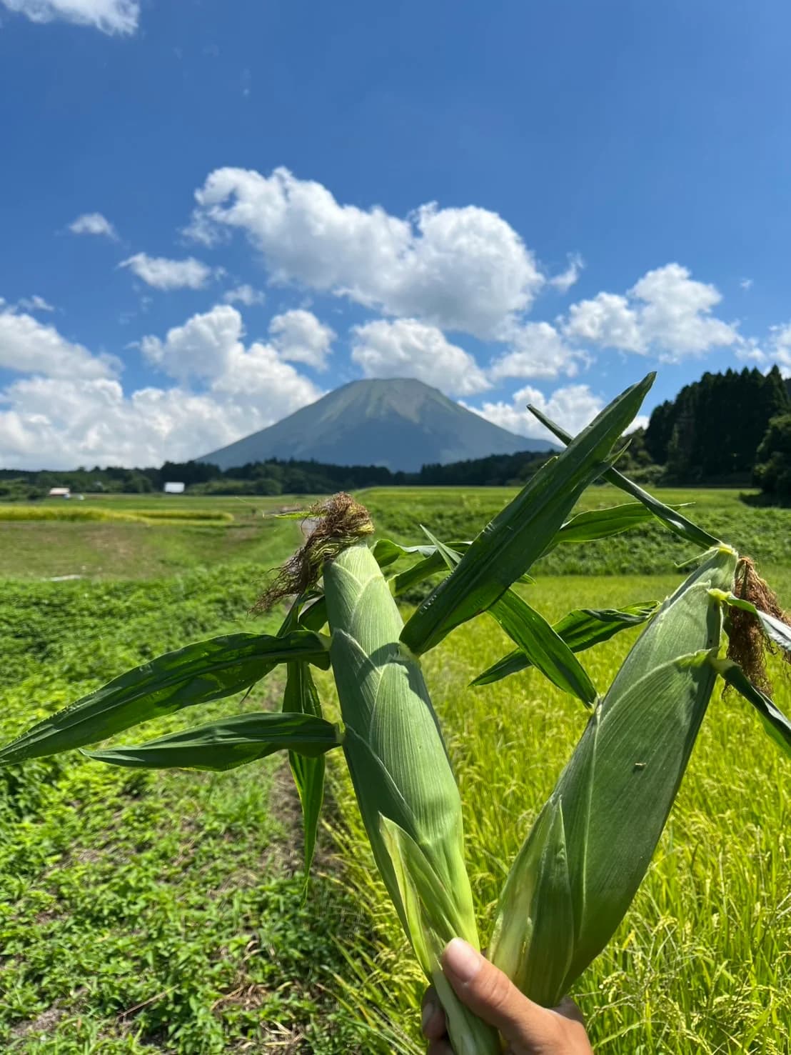 大山を背景に収穫したてのとうもろこし