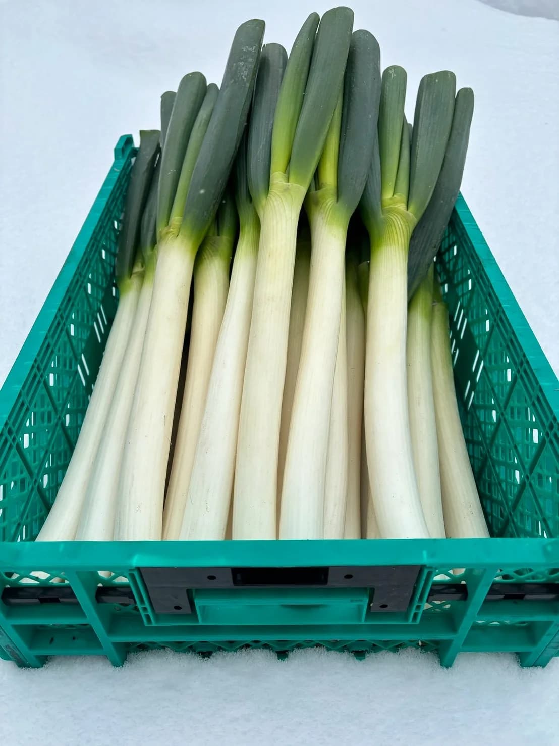 収穫し出荷を待つ白ねぎ